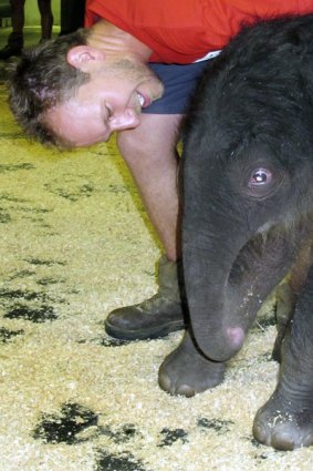 Beautiful bundle of joy ... elephant keeper Tully Johns with the newborn female calf.
