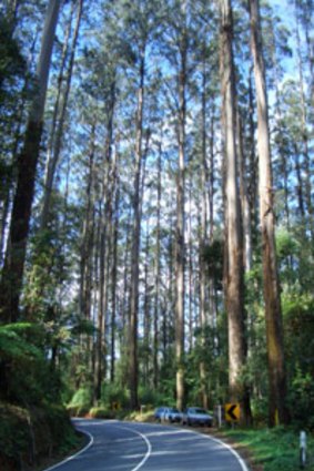Australian forests are the world's best at storing carbon.