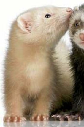 The flu virus was transmissible in ferrets.