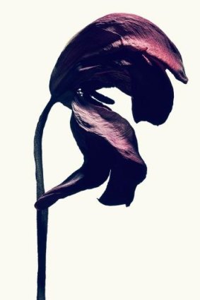 A tulip from Isamu Sawa's exhibition called Without Water.