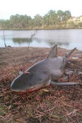 A Cowaramup man says he caught a 1.8 metre bull shark in the Collie River on Saturday.