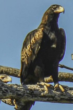 A wedge-tail scans for food from a tree.