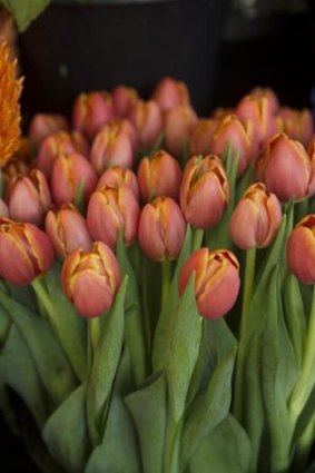 A tub of tulips about to open.