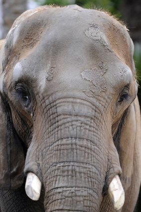 The elephant 'Susi' is seen at the Barcelona Zoo.