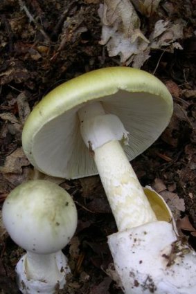 Toxic death cap mushrooms.