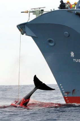 Scenes like this are repulsive, but so is our hyprocrisy over Japanese whaling.