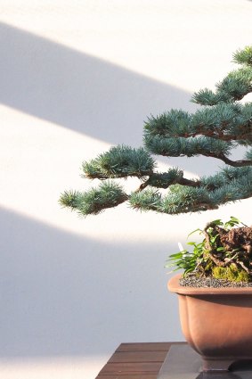 A blue cedar, cedrus atlantica, at the National Bonsai and Penjing Collection of Australia at the National Arboretum, Canberra.