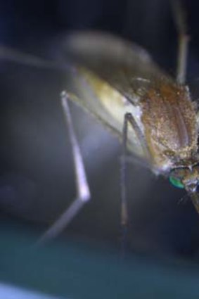 Viral immunity ... mosquitoes can transmit viruses such as West Nile and dengue.