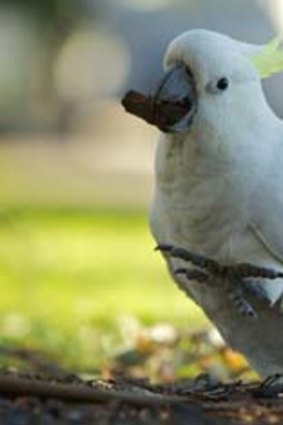 Streetwise: A tagged cockatoo.