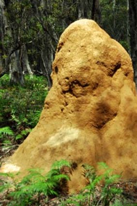 Bridging the gap ... ants and termites could hold the clue to uncovering new gold deposits.