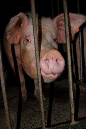 On the brink ... factory farming is on its way out.
