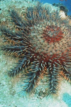 A crown of thorns starfish.