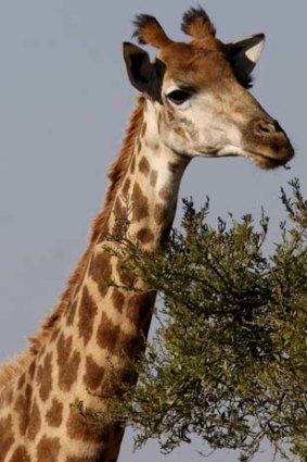 A Samara giraffe.