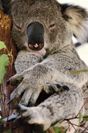 Vulnerable...a koala that is part of the breeding program at Taronga Zoo