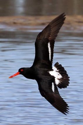Endangered &#8230; a pied oystercatcher in North Byron.
