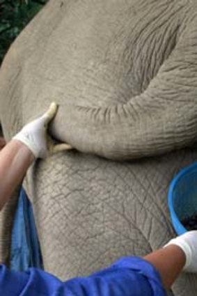 Nice work ... a mahout's wife jokingly holds a basket of beans below an elephant's tail.