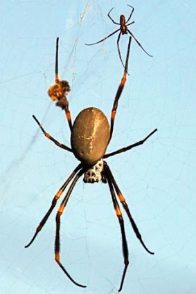Fat and contented &#8230; the golden orb weaver.