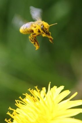 Hayfever alert: the new app will let Canberrans know pollen levels.