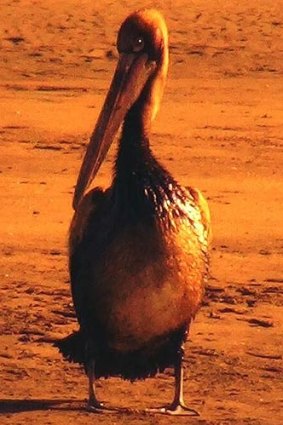 A photo of a pelican covered in oil that was tweeted by Transport Minister Scott Emerson.