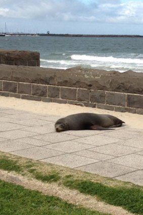 The seal dozes on a Port Melbourne footpath.
