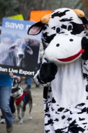 Protestors march to protest live export.