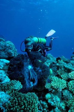 A diver admires a giant clam.