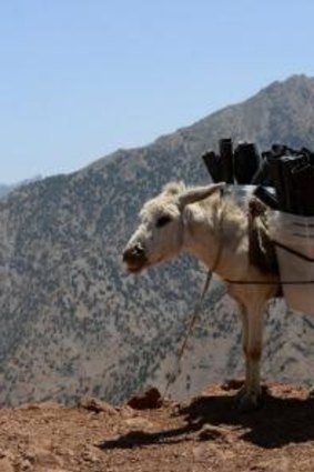 Hauling ass: Donkey transports election material to areas not accessible by road.