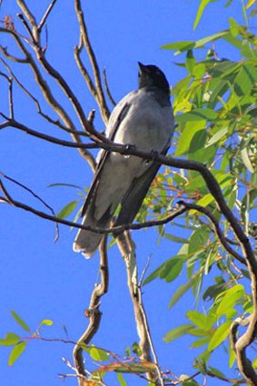 Black-faced cuckoo shrike.