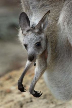 A kangaroo with joey.