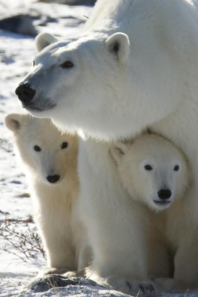 Polar bears: Homeless by 2030?