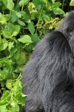 Establishing protected areas has helped boost the number of gorillas in the Congo.