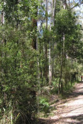 The Old Beechy Rail Trail runs from Colac to Crowes through the Otway Ranges.