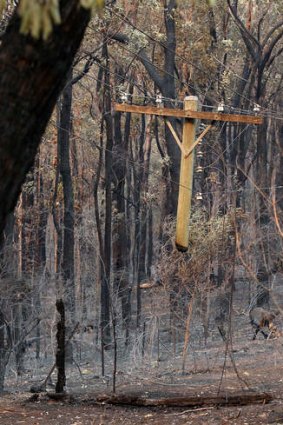 Aftermath: A burnt telegraph pole is suspended from its wires in Springwood.