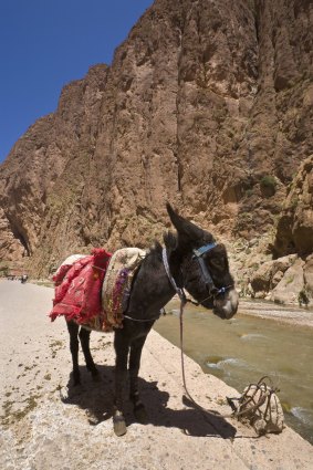 A donkey waits patiently in the Todra Gorge.