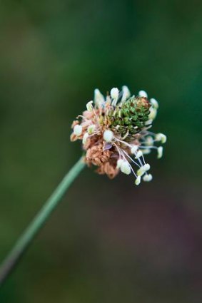 The plantain flower.