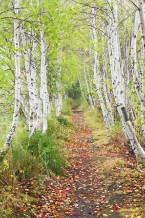 Scenic hike: A path through a birch tree grove in autumn.