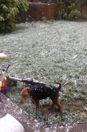 Snow falls on a dog in a backyard near Ballarat.