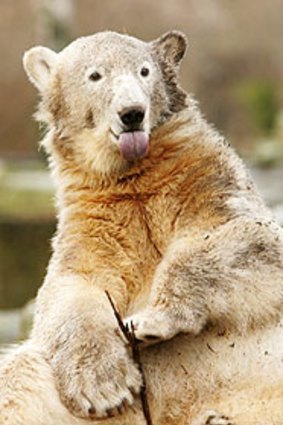Celebrity polar bear Knut on his first birthday in 2007.