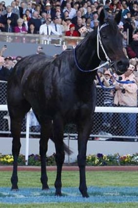 If Black Caviar is to return to the track, she could do a farewell tour of Australia.