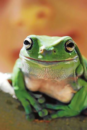 A green tree frog who took part in the census.