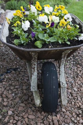 Once were wheelbarrows: Everyday items can be transformed into plant holders.