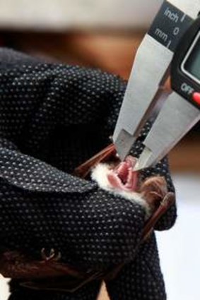 A little broad-nosed bat is measured before being released.