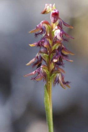 The Brindabella midge orchid.