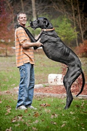 Kevin Doorlag stands with his dog Zeus, the world's tallest canine, according to the Guinness Book of World Records.