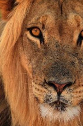 The Brisbane Lions chief executive Greg Swann plans to attract crowds with a live lion.