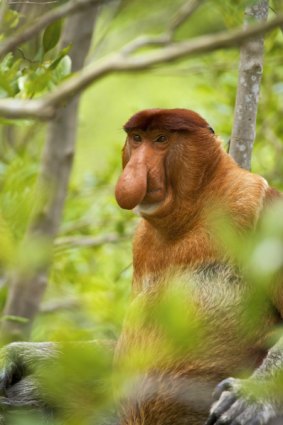 Led by the nose ... a proboscis monkey.