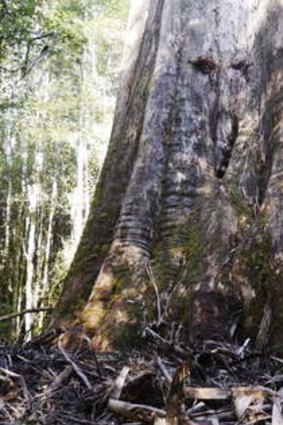 Derek McIntosh and his son, Andrew, beside Australia's tallest tree.