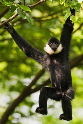 A northern white-cheeked crested gibbon in an undisclosed location in Vietnam.