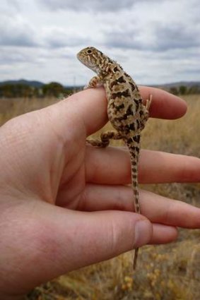 The local Grassland Earless Dragon population is the highest it has been in the past 10 years.