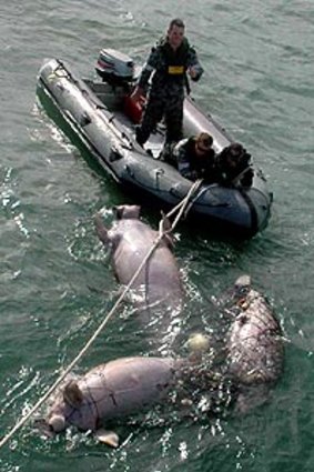 The navy works to free the dugong.